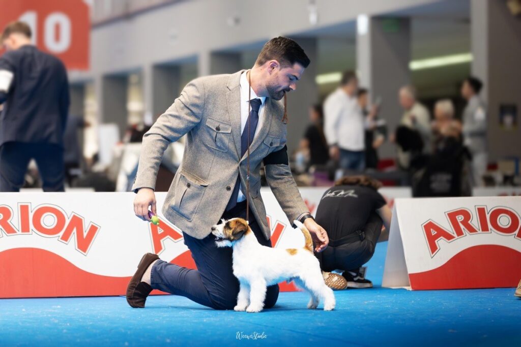 jack Russell campeones
