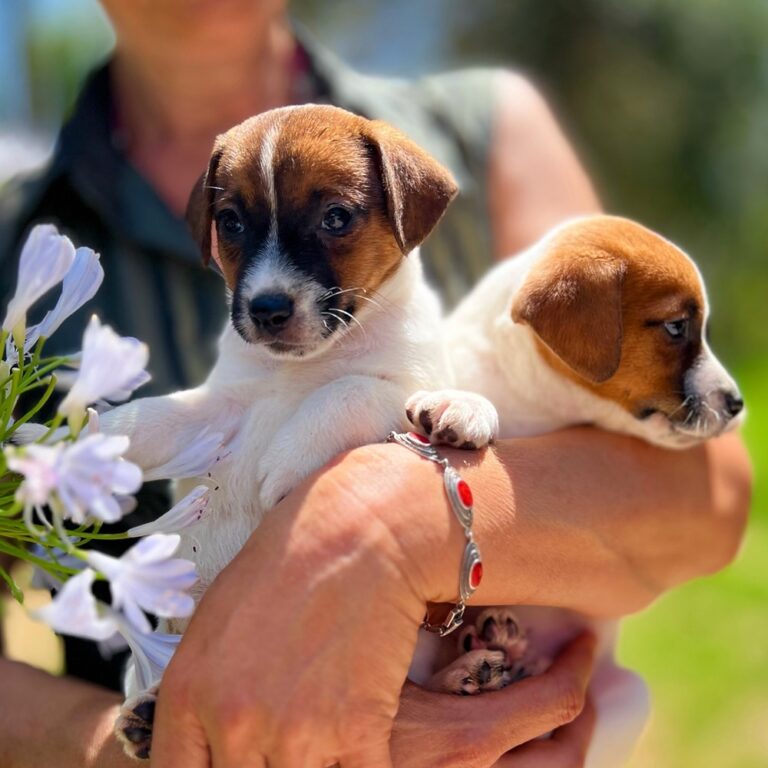 perros pequeños