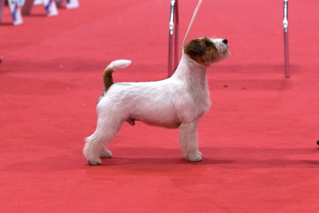 tipos de pelo jack russell
