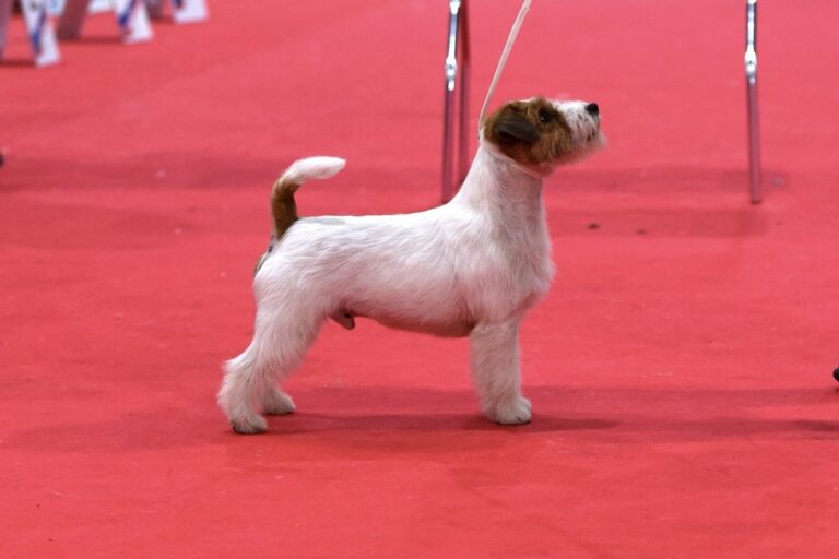 tipos de pelo jack russell