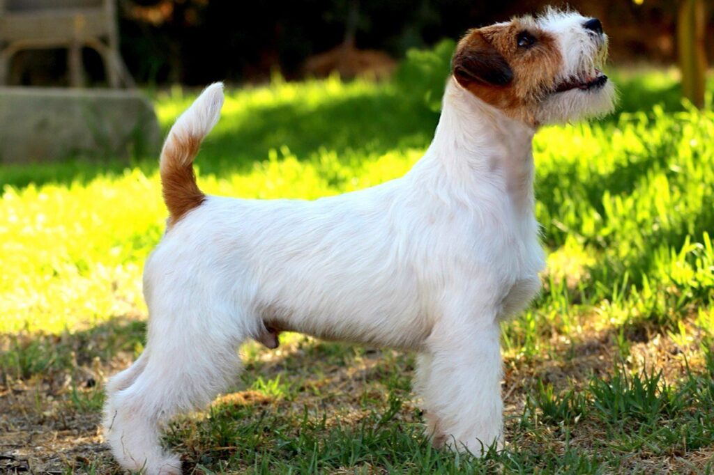 jack Russell de anroal