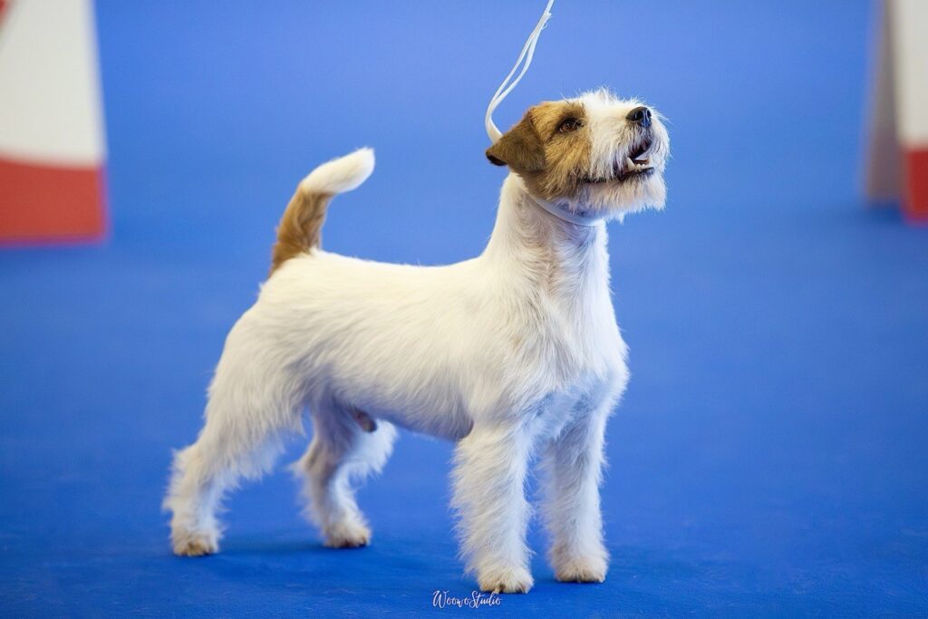 jack Russell campeón