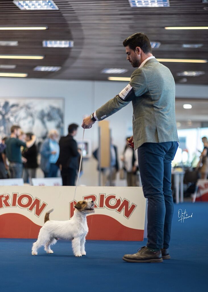 expo Jack russell