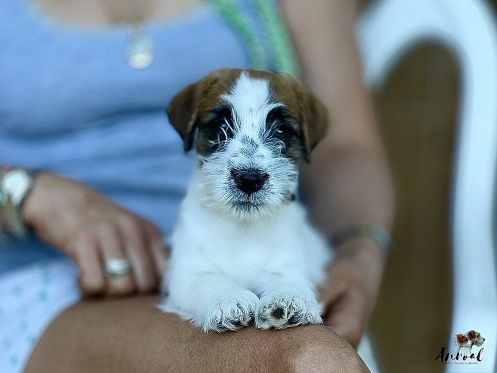 cuidados del cachorro