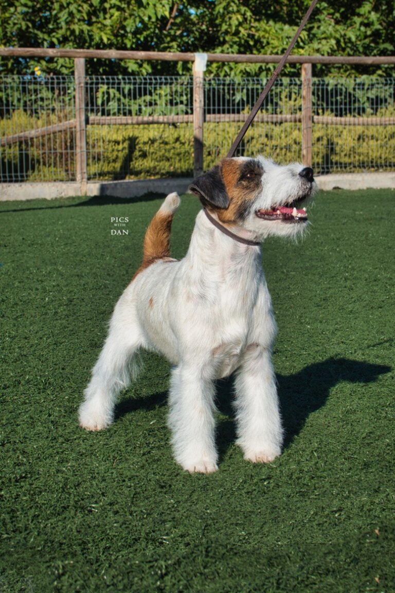 ch crufts 2026 anroal elvis la pelvis