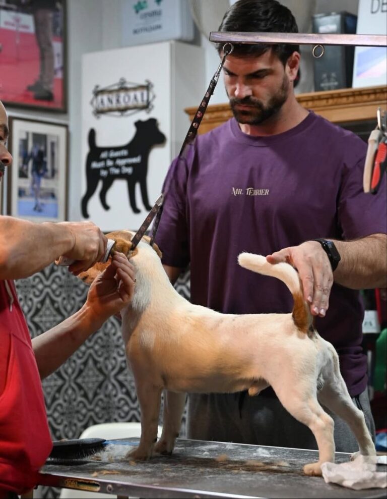 cuidado pelo jack russell