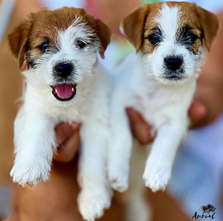 caída de pelo del jack russell terrier