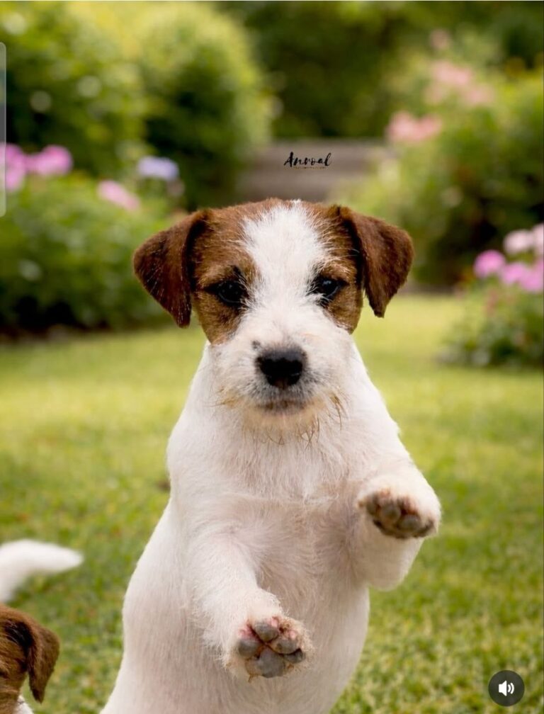 elegir cachorro jack russell