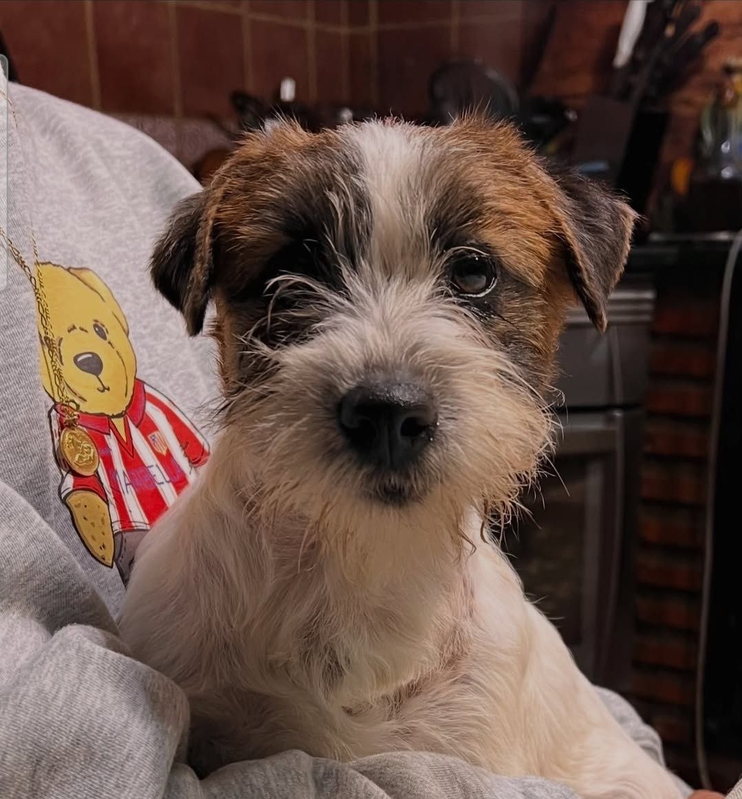 carácter cachorro Jack Russell Málaga